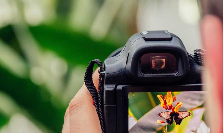 close up of digital slr camera with focus on butterfly on flower