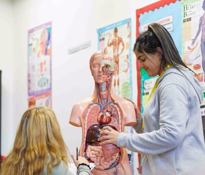 student demonstrates with anatomical model showing body parts