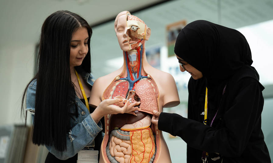 two female students looking at a human anatomy model 
