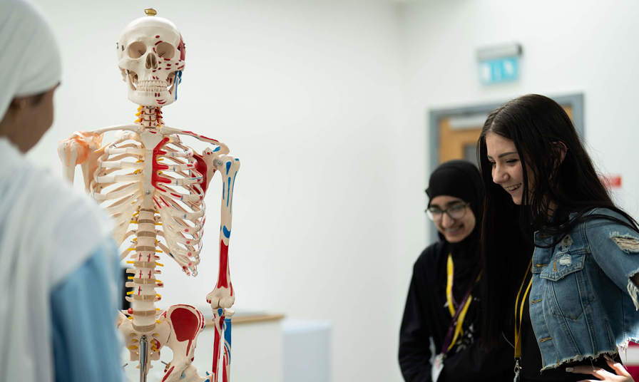 Students looking at a model skeleton