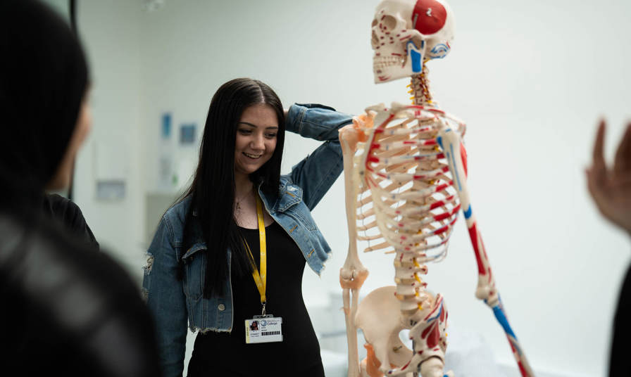 Young female student looking at a model skeleton