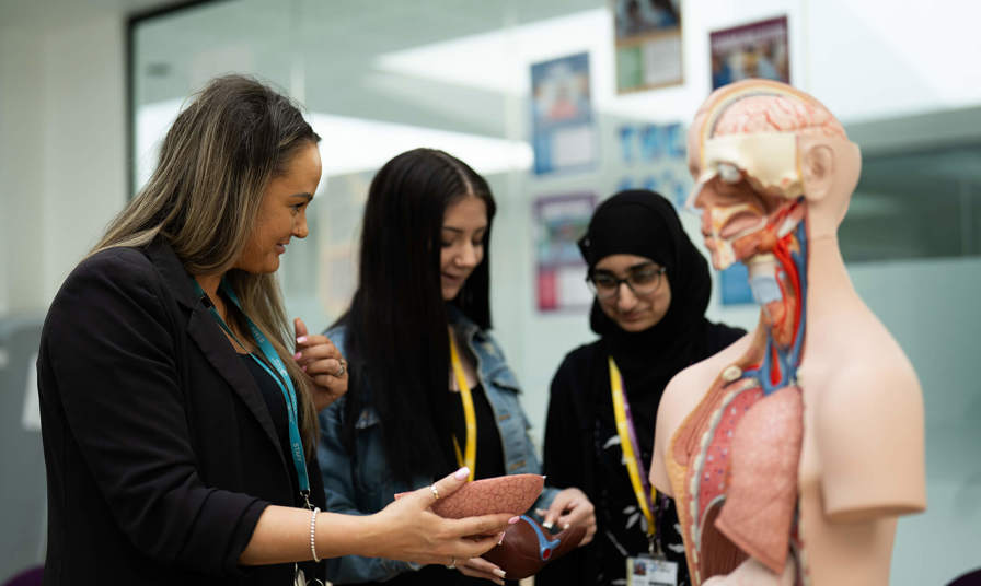 tutor showing student body parts on a model of human anatomy 