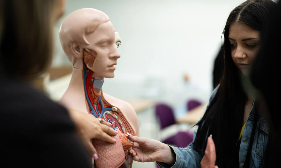 Young girl and a human anatomy model