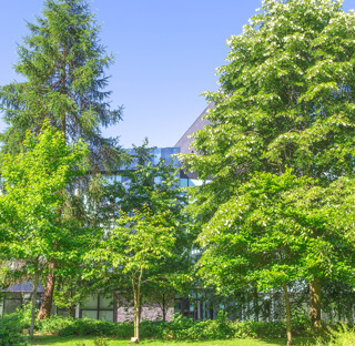 large trees on Blackburn College campus in front of buildings